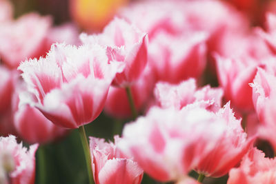 Close-up of pink flowering plants