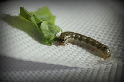 Close-up of insect on leaf