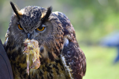 Close-up of eagle owl with prey