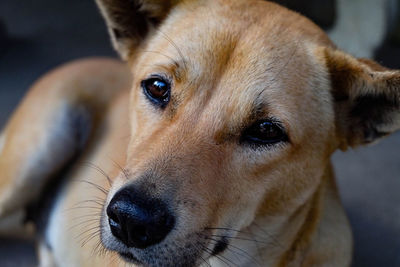 Close-up portrait of dog looking away