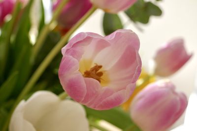 Close-up of pink tulip