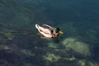 High angle view of duck swimming in lake