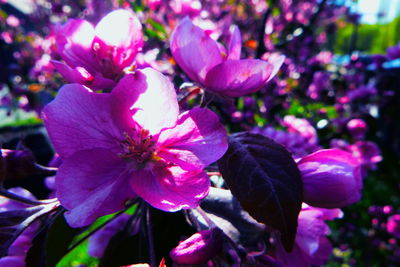 Close-up of pink flowering plant