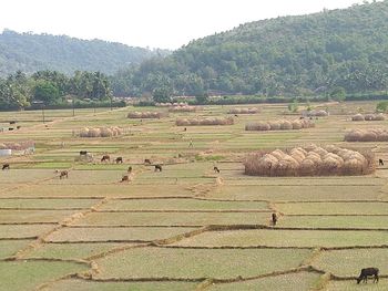 Scenic view of agricultural field