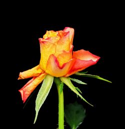 Close-up of flower blooming against black background
