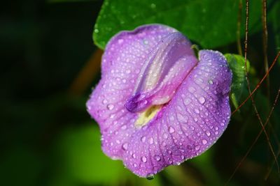Close-up of wet pink rose flower