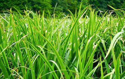 Close-up of wheat growing on field