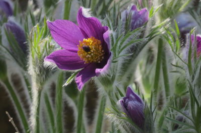 Close-up of purple flowering plant