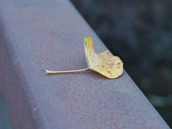 High angle view of leaf on plant