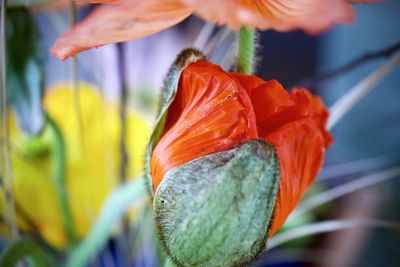 Close-up of red rose flower