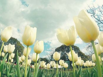 Close-up of tulips