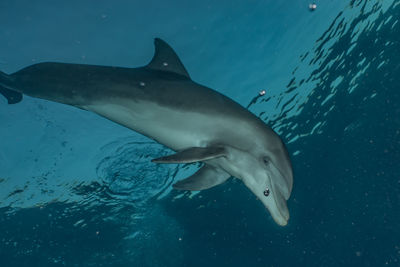 Dolphin swimming with divers in the red sea, eilat israel