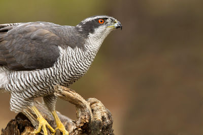 Close-up of a bird