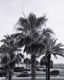 Low angle view of palm trees against sky