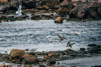 View of seagulls on beach