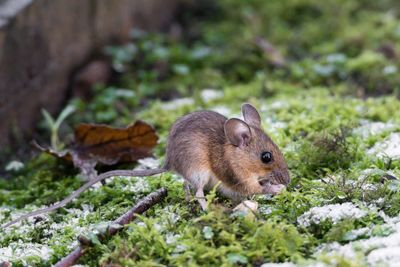 Close-up of squirrel