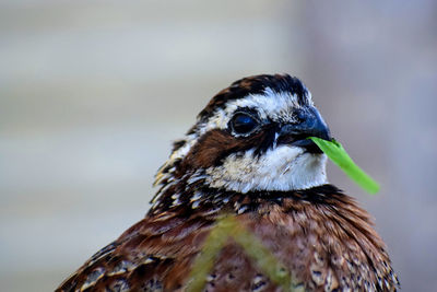 Close-up of bobwhite quail