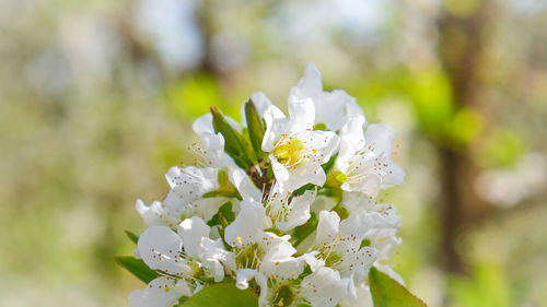 Close-up of white flowering plant