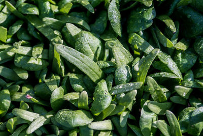 Full frame shot of chopped vegetables