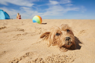Close-up of a dog ball on beach