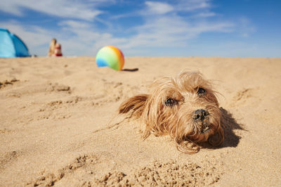 Cute yorkshire terrier in the sand at the beach on the coast on holiday and vacation time