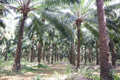 Palm trees in forest