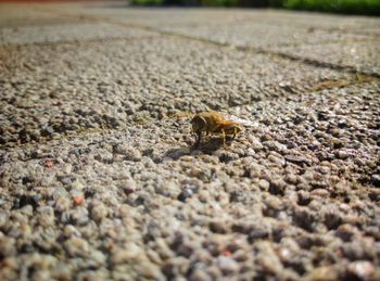 Close-up of insect on ground