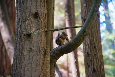Squirrel on tree trunk