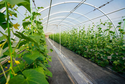 Plants growing in greenhouse