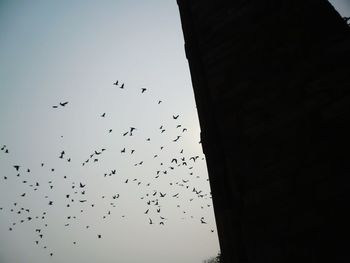 Low angle view of silhouette birds flying against clear sky