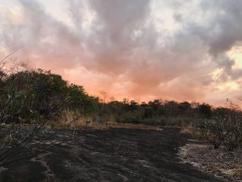 Scenic view of trees on field against sky during sunset