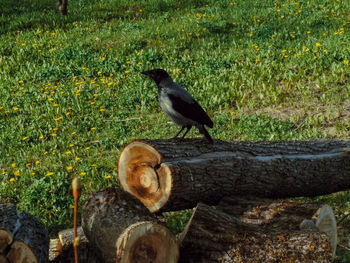 Bird perching on a log