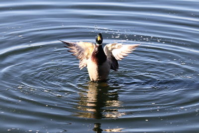 Duck swimming in a lake