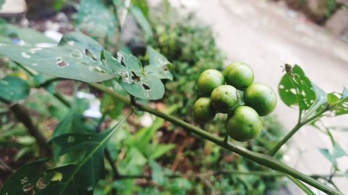 Close-up of fruit