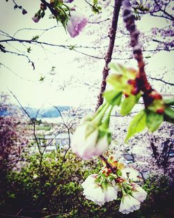 Low angle view of flower tree against sky