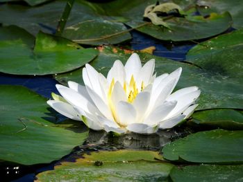 Water lily in lake