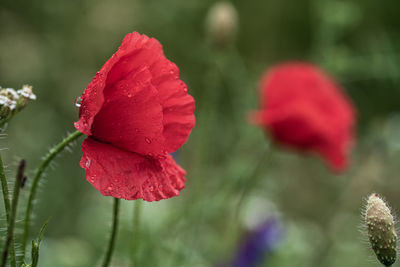 Close-up of red rose
