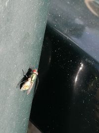 High angle view of insect on water