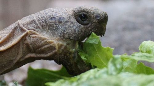 Close-up of turtle