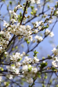 Close-up of white cherry blossoms in spring