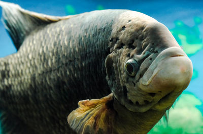 Close-up of animal swimming in sea