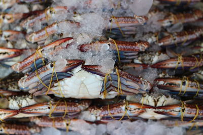 Close-up of fish for sale in market