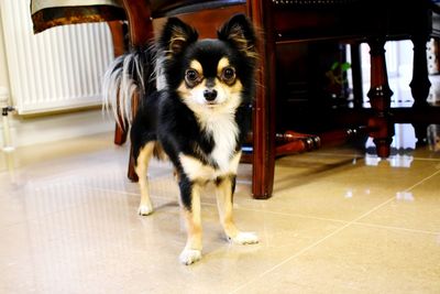 Portrait of dog at home