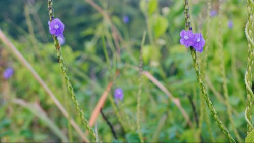 Close-up of purple flowering plant on field