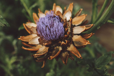 Close-up of flower