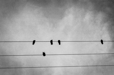 Low angle view of birds perching on cable against sky