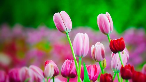 Close-up of pink tulips on field