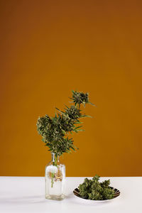 Bouquet of marijuana in pot vase with buds of weed on yellow background