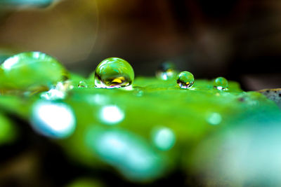 Close-up of caterpillar on water