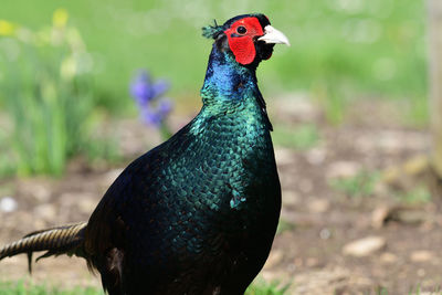 Close-up of a melanistic pheasant 